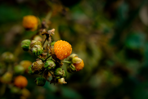 Golden himalayan raspberries, also known as Ainselu, is an Asian species of thorny fruiting shrub in the rose family that is native to Nepal.