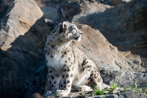 Close-up shot of an adult snow leopard, resting on a rock. Leopard is looking at camera.  Taken on a Canon 400mm f/2.8 lens from a short distance away.