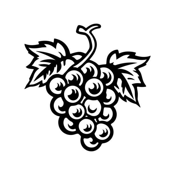 ilustrações de stock, clip art, desenhos animados e ícones de bunch of grapes with leaves, wine vine outline, doodle hand drawing, editable icon, black contour on white background - vineyard ripe crop vine