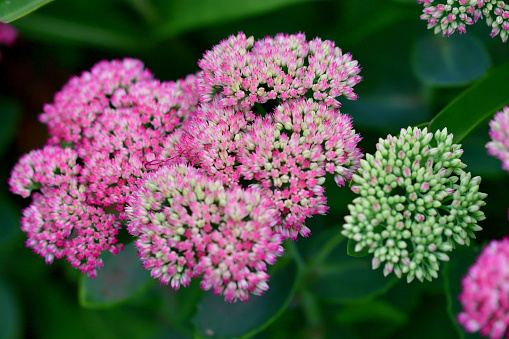 Hylotelephium or Sedum Herbstfreude or Stonecrop Autumn Joy. Red flowers a lot. Close up, selective focus