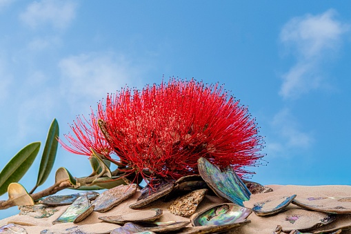 A red Pohutukawa flower of New Zealand's iconic summer flowering tree resting on pieces of colorful Paua shell on a sandy beach with a blue sky.