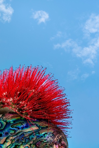 A red Pohutukawa flower resting on a colorful New Zealand Paua shell with a blue sky in the background.