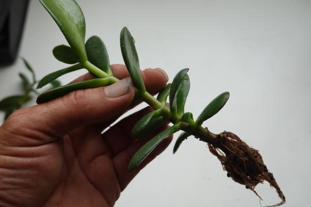 istock Jade tree, Reproduce jade tree by cutting. Root jade tree. Small potted jade tree 1497609622