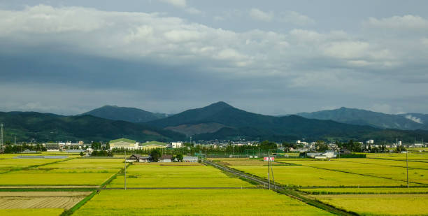 istock Rice field in Sendai, Japan 1497611153