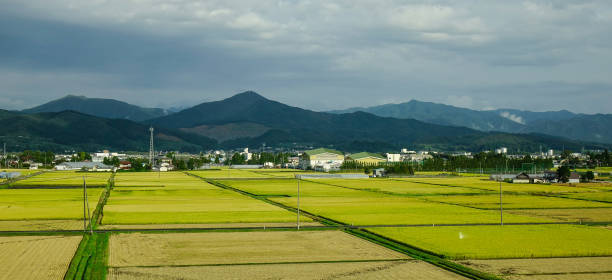 istock Rice field in Sendai, Japan 1497611154