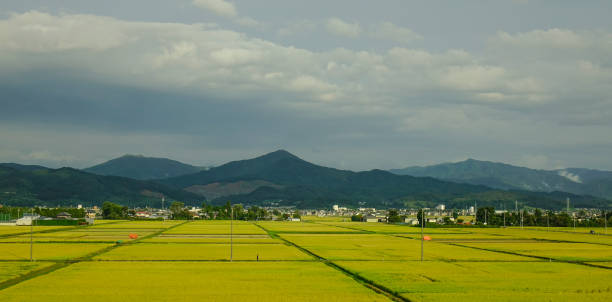 istock Rice field in Sendai, Japan 1497611156
