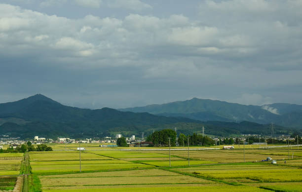 istock Rice field in Sendai, Japan 1497611162