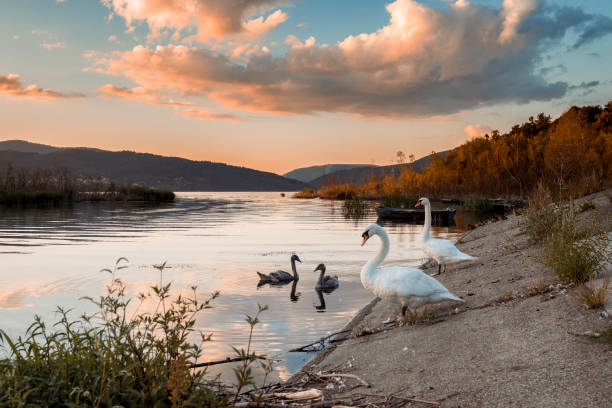 istock Picturesque sunset over a spring lake 1497614551