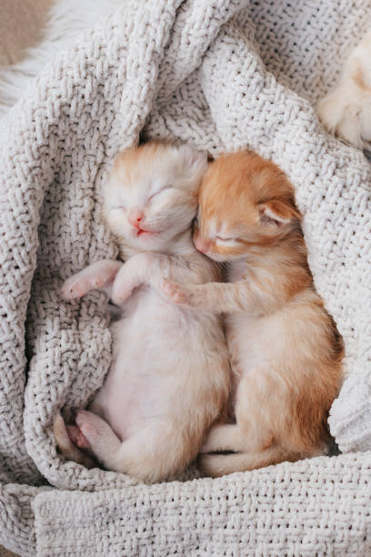 istock Cute little red kitten sleeps on fur white blanket 1497614595