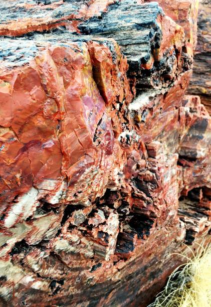 istock Fossil woods in Petrified Forest National Park 1497615190