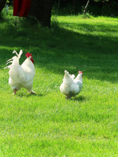 istock Rooster and hen are on escape. 1497615681