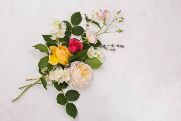 Close up stock photo. Pink and peach colored rose flowers macro photo. Lifestyle photo.
