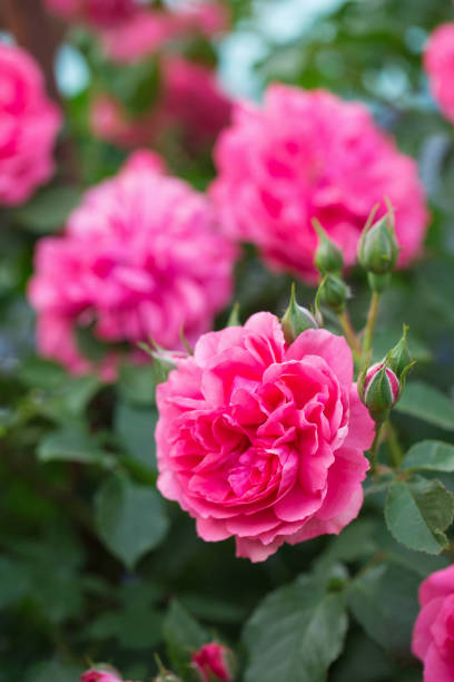 istock Bright pink roses in the garden 1497616379