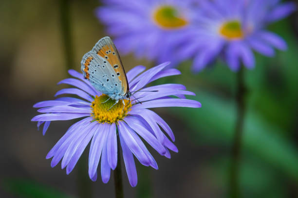 istock Small butterfly drinking nectar on the big purple flower 1497616490