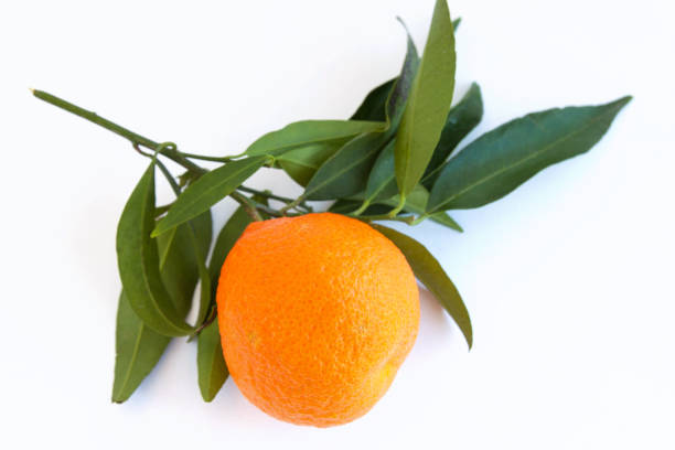 istock tangerines with branches and leaves isolated on white background 1497616590