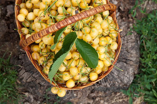 A large wicker basket of sweet yellow cherries on a wooden background