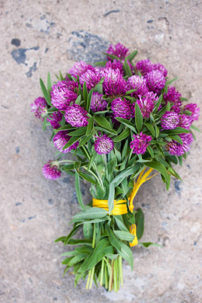 istock A bouquet of pink clover on a stone background 1497616686