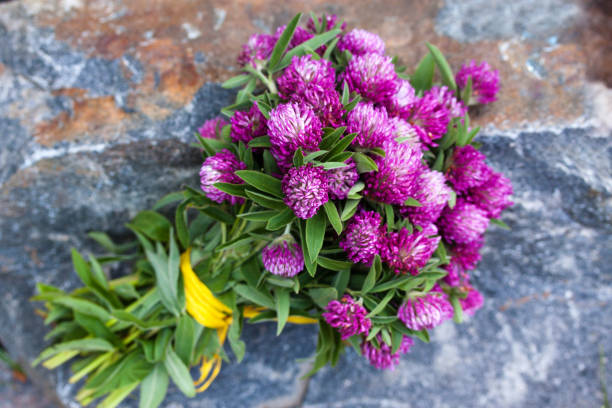 istock A beautiful bouquet of pink clover on a stone background 1497616688
