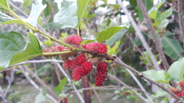 istock tropical red mulberry fruit, 1497616878
