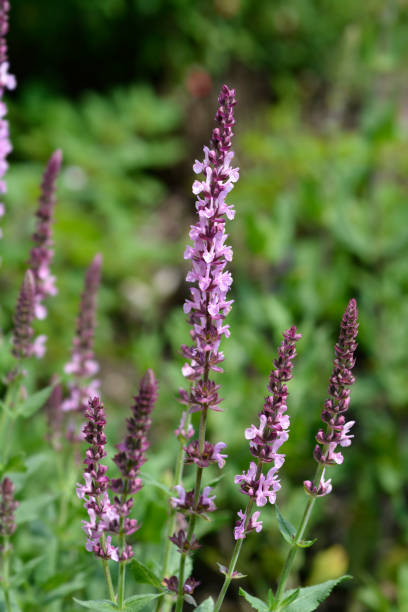 istock Wood Sage Rose Queen 1497618170
