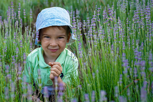 Cute boy in a lavender field. Family summer vacation