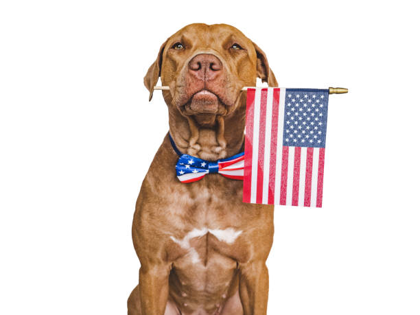 istock Cute brown puppy and an American Flag 1497618844