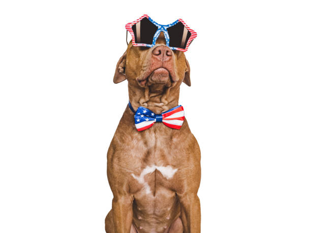 istock Cute brown puppy and sunglasses with American Flag pattern 1497618879