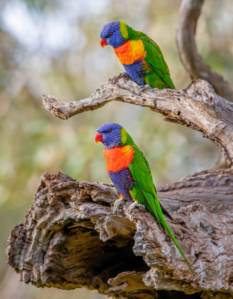 Rainbow Lorikeets (Trichoglossus moluccanus) Rainbow Lorikeets (Trichoglossus moluccanus) lorikeet stock pictures, royalty-free photos & images