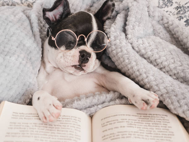 istock Cute puppy, glasses and old book. Close-up 1497618896