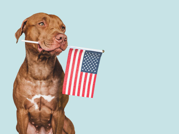 istock American Flag and cute brown puppy, Closeup 1497618965