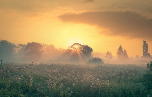 Gorgeous foggy dreamy scenery. Beautiful autumn meadow with dry wildflowers, illuminated with the rising sun.