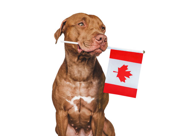 Charming, lovable brown puppy and Canadian flag