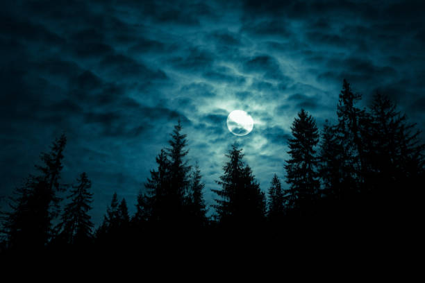 istock Full moon through the clouds over spruce trees in magic mystery night forest. Halloween backdrop. 1497620039