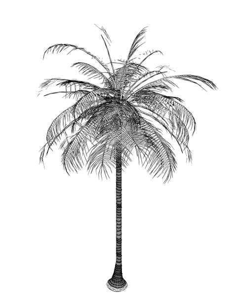 손으로 그린 열대 야자수. 하와이 해변 야자수, 고사리와 잎 윤곽선, 식물학 식물 열대 그림의 벡터 와이어프레임. 와이어프레임은 흰색 배경에 분리되어 있습니다. 벡터 그림 - cabbage palm stock illustrations