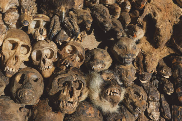 토고 근처 akodessewa 페티쉬 마켓의 말린 동물 두개골 - akodessewa 뉴스 사진 이미지