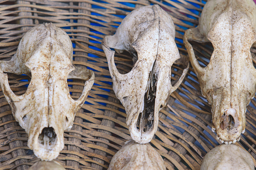 Dried Animal Skulls on the Akodessewa Fetish Market near Togo, West Africa