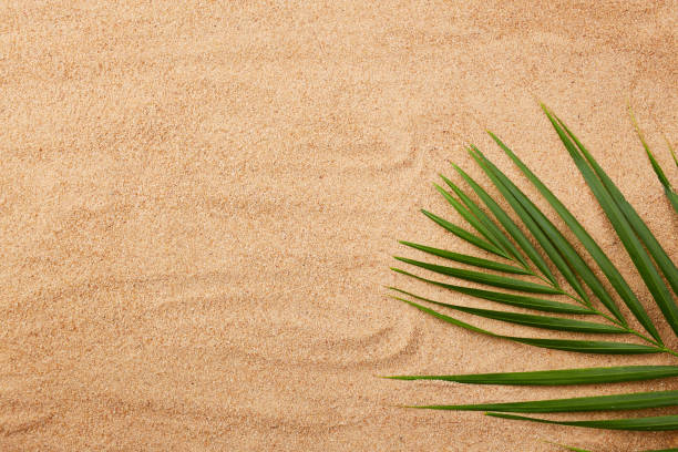 istock Palm leaf on a sandy beach. Summer natural background. 1497622428
