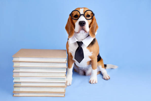 um cão beagle de gravata em uma pilha de livros em um fundo azul isolado. - mating ritual - fotografias e filmes do acervo