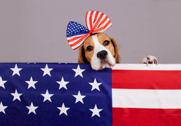 cane beagle dietro la bandiera americana. buon giorno della memoria usa - dog patriotism flag politics foto e immagini stock