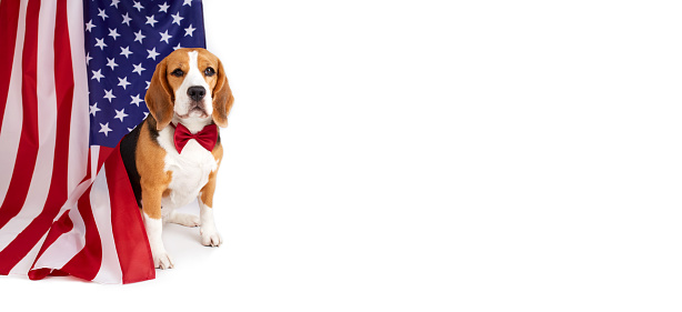 Beagle on the background of the American flag on a white isolated background. July 4 Independence Day. Happy Memorial Day USA. Banner. Copy space.