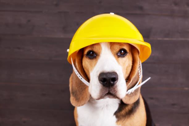 istock A beagle dog in a construction helmet on a dark wooden background. 1497622599