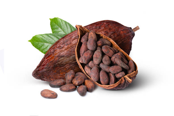 fava di cacao con fave di cacao su bianco - cocoa bean foto e immagini stock