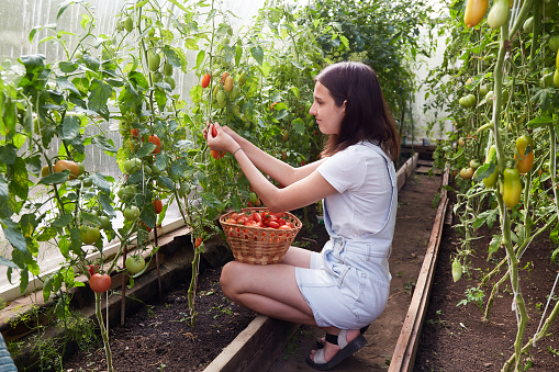 A young girl is harvesting ripe tomatoes in a basket. Growing organic tomatoes in a home greenhouse. Healthy food.