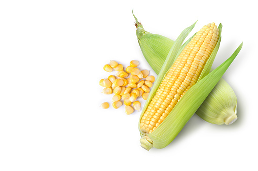 Two fresh sweet corn ears with corn kernel isolated on white background. Top view. Flat lay.