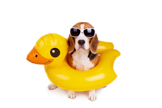 A beagle dog in an inflatable floating circle in the shape of a duckling on a white isolated background. A beagle dog in an inflatable floating circle in the shape of a duckling on a white isolated background. Summer holidays. Copy space. duck inflatable ring inflatable swimming pool stock pictures, royalty-free photos & images
