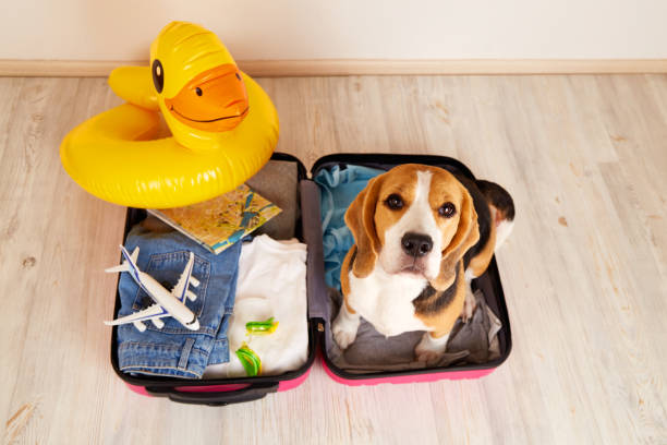 A beagle dog at a suitcase with things and a swimming inflatable duckling for a summer vacation at sea. A beagle dog at a suitcase with things and a swimming inflatable duckling for a summer vacation at sea. Top view. duck inflatable ring inflatable swimming pool stock pictures, royalty-free photos & images