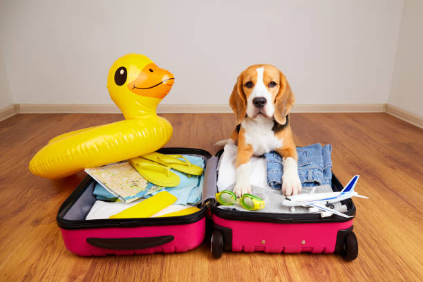 A beagle dog at a suitcase with things and items A beagle dog at a suitcase with things and items for a summer vacation at sea. duck inflatable ring inflatable swimming pool stock pictures, royalty-free photos & images