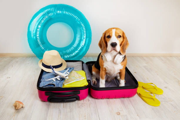 A beagle dog sits in a suitcase with things for a summer vacation at sea. A beagle dog sits in a suitcase with things for a summer vacation at sea. Summer travel, preparation for the trip. duck inflatable ring inflatable swimming pool stock pictures, royalty-free photos & images