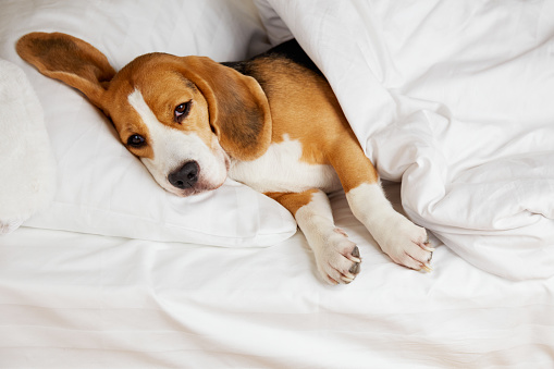 The Beagle dog is lying on a pillow on the bed under a blanket