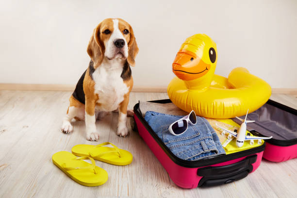 A beagle dog at a suitcase with things and a swimming inflatable duckling A beagle dog at a suitcase with things and a swimming inflatable duckling for a summer vacation at sea. duck inflatable ring inflatable swimming pool stock pictures, royalty-free photos & images